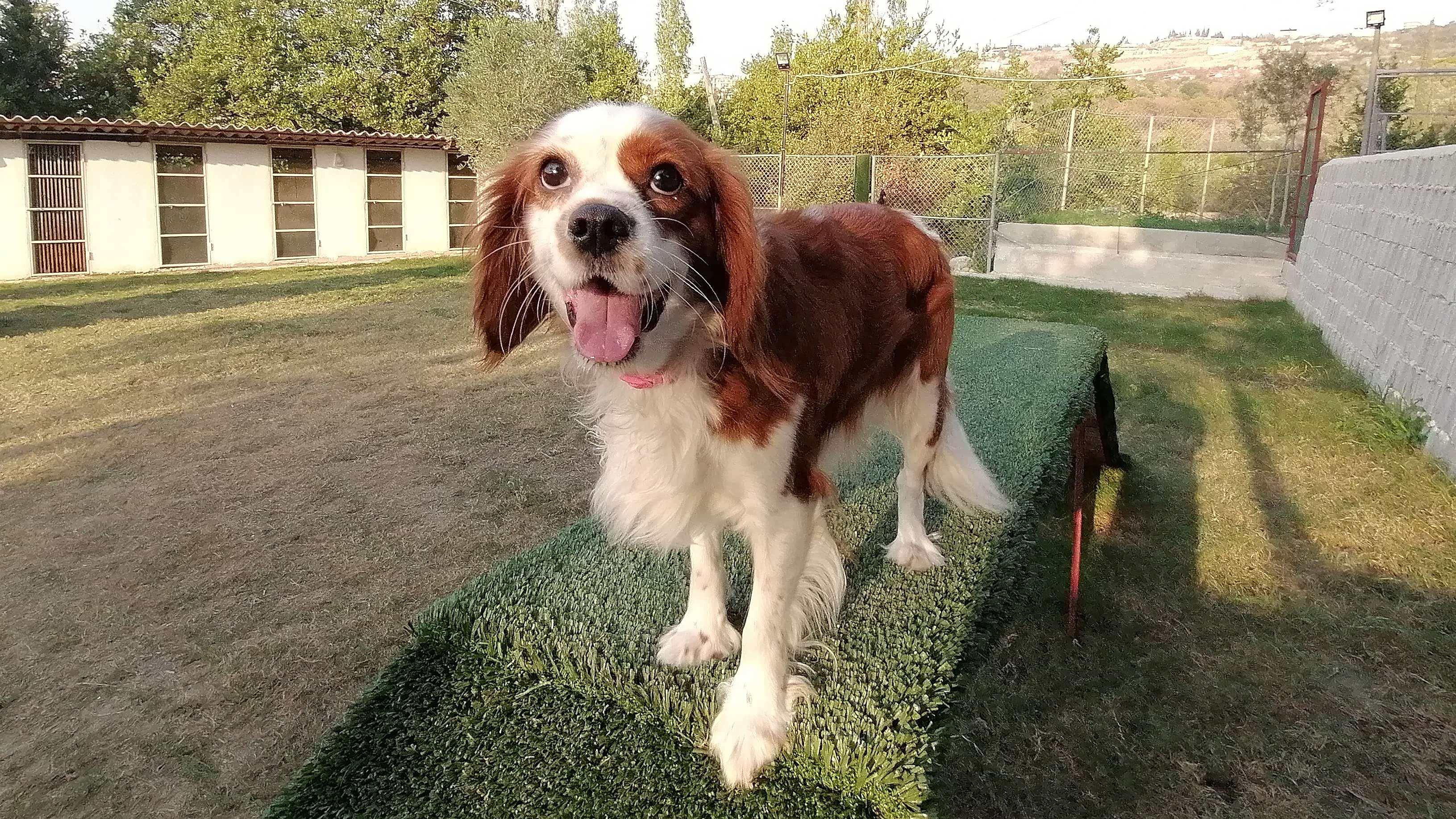 Cavalier King Charles Spaniel