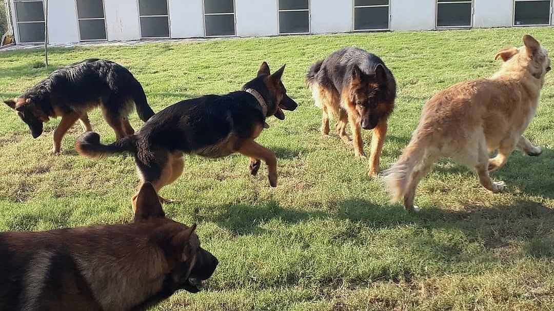 Oyun oynayan köpekler