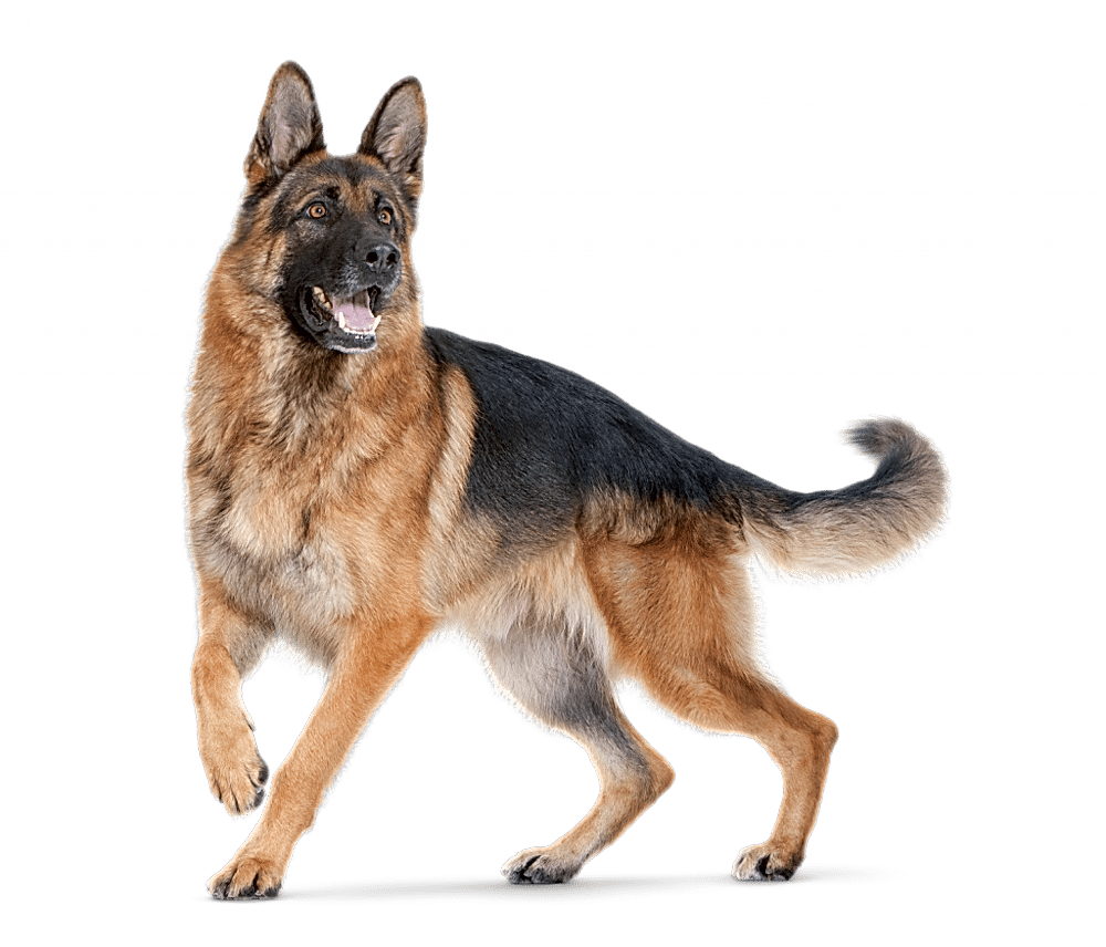 Alman Çoban Köpeği